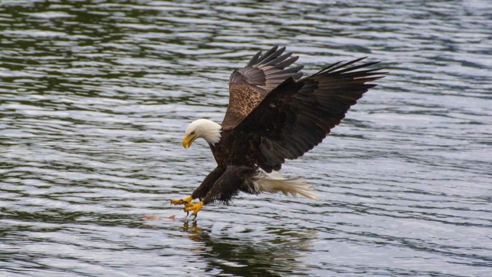 eagle fishing compressed