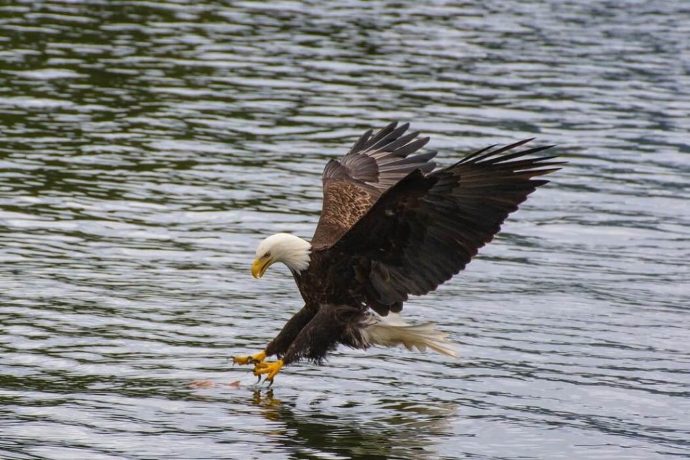 eagle and fish